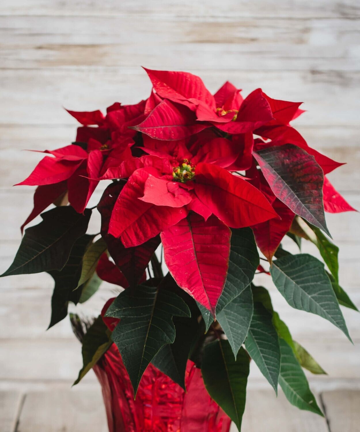 Laurel & Lace Floral Design | Pottstown, PA | Red Poinsettia