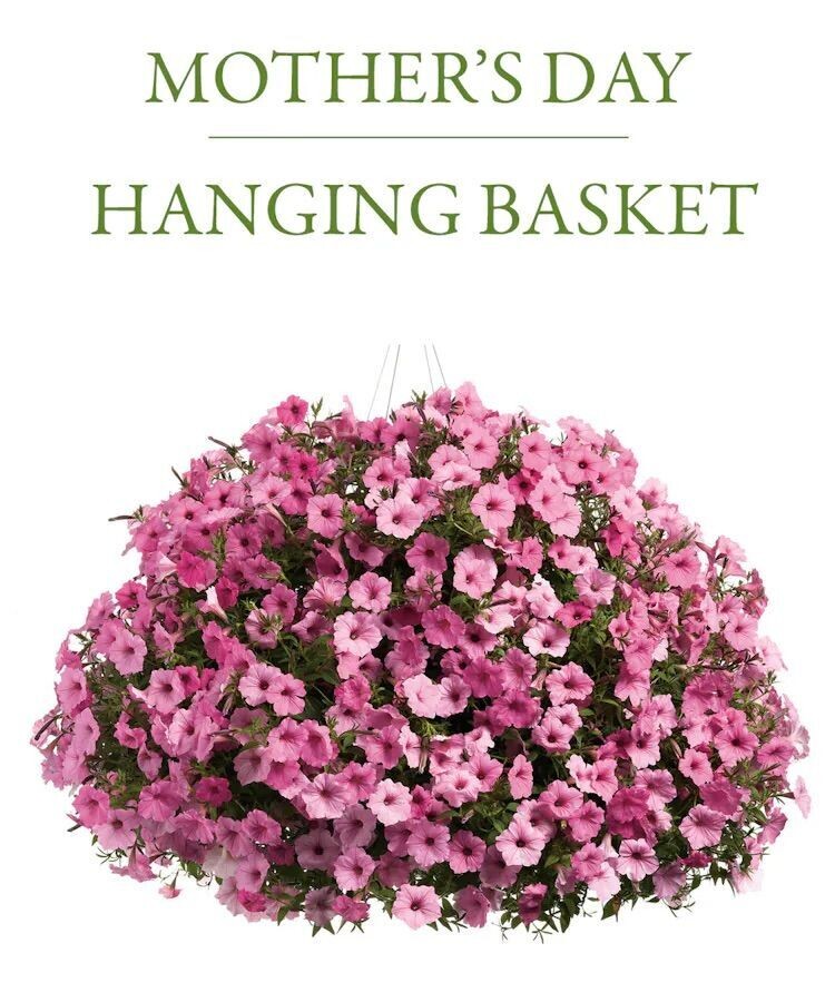 Blooming Hanging Basket