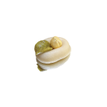 Camé