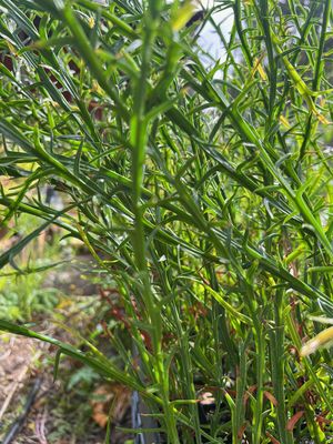 Close-up of Acacia trigonophylla