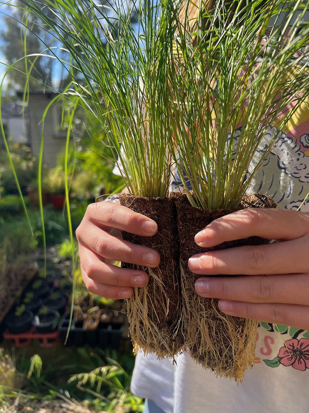Common Wallaby-Grass (Rytidosperma caespitosa) on coir