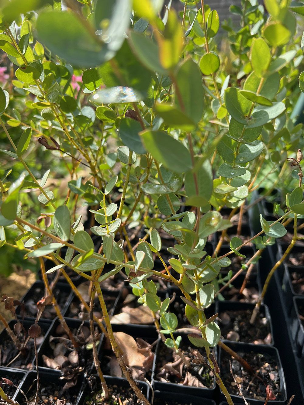 Close up of Eucalyptus horistes