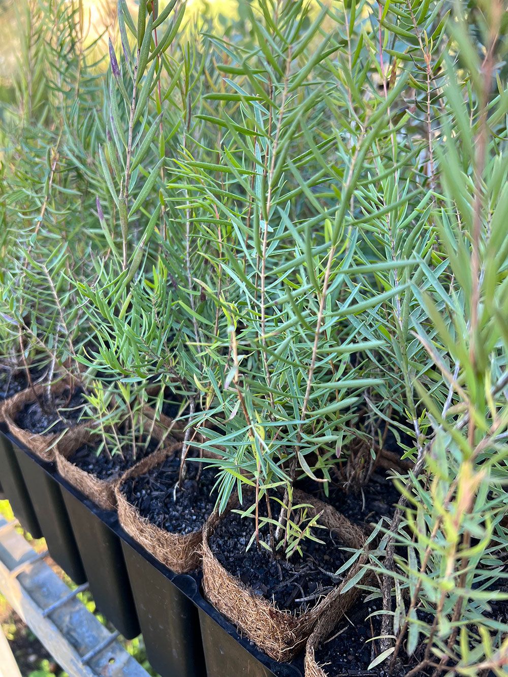 Graceful Honey Myrtle (Melaleuca radula) on coir