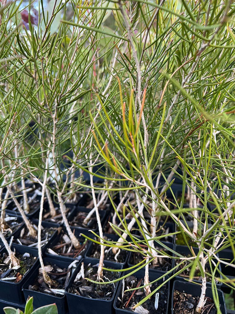 Close-up of Melaleuca atroviridis