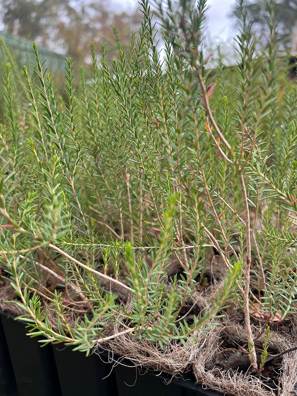 Melaleuca brevifolia in coir