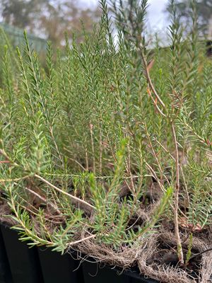 Melaleuca brevifolia in coir
