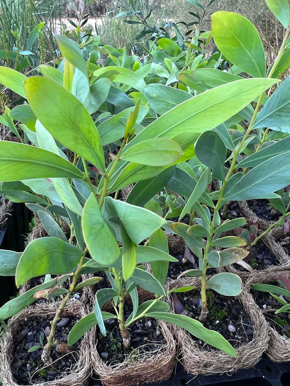 Close-up of 