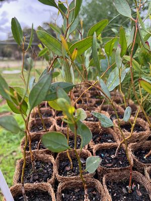 Ridge Fruited Mallee (Eucalyptus incrassata) on coir