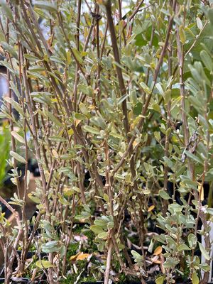 Close-up of River Saltbush (Atriplex Amnicola)