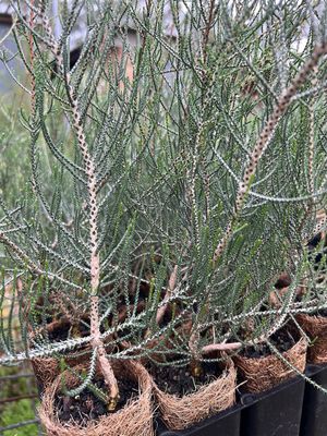 Salt Lake Honey-Myrtle (Melaleuca thyoides) on coir
