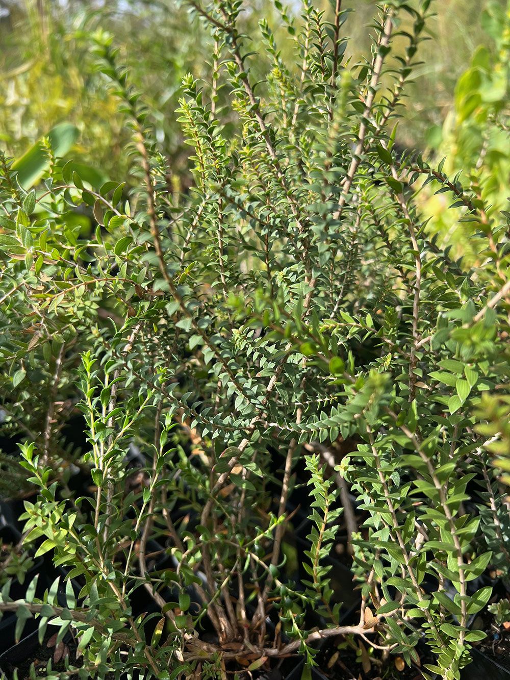 Close-up of Sandhill Honey Myrtle (Melaleuca adnata)