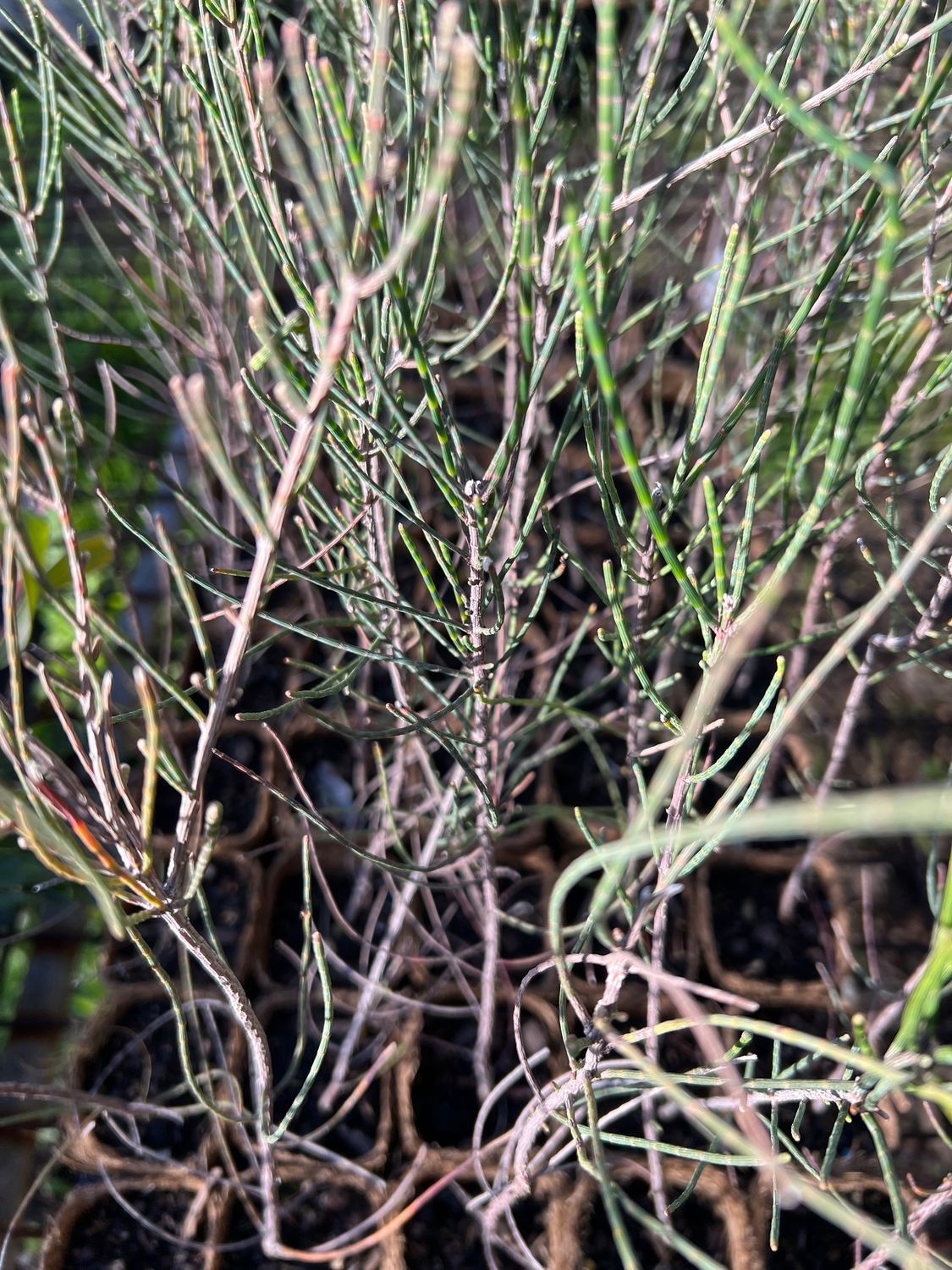 Swamp She-oak (Casaurina obesa) on coir