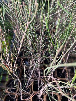 Swamp She-oak (Casaurina obesa) on coir