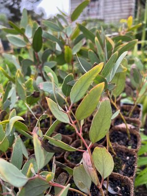 Yuna Mallee (Eucalyptus jucunda) on coir