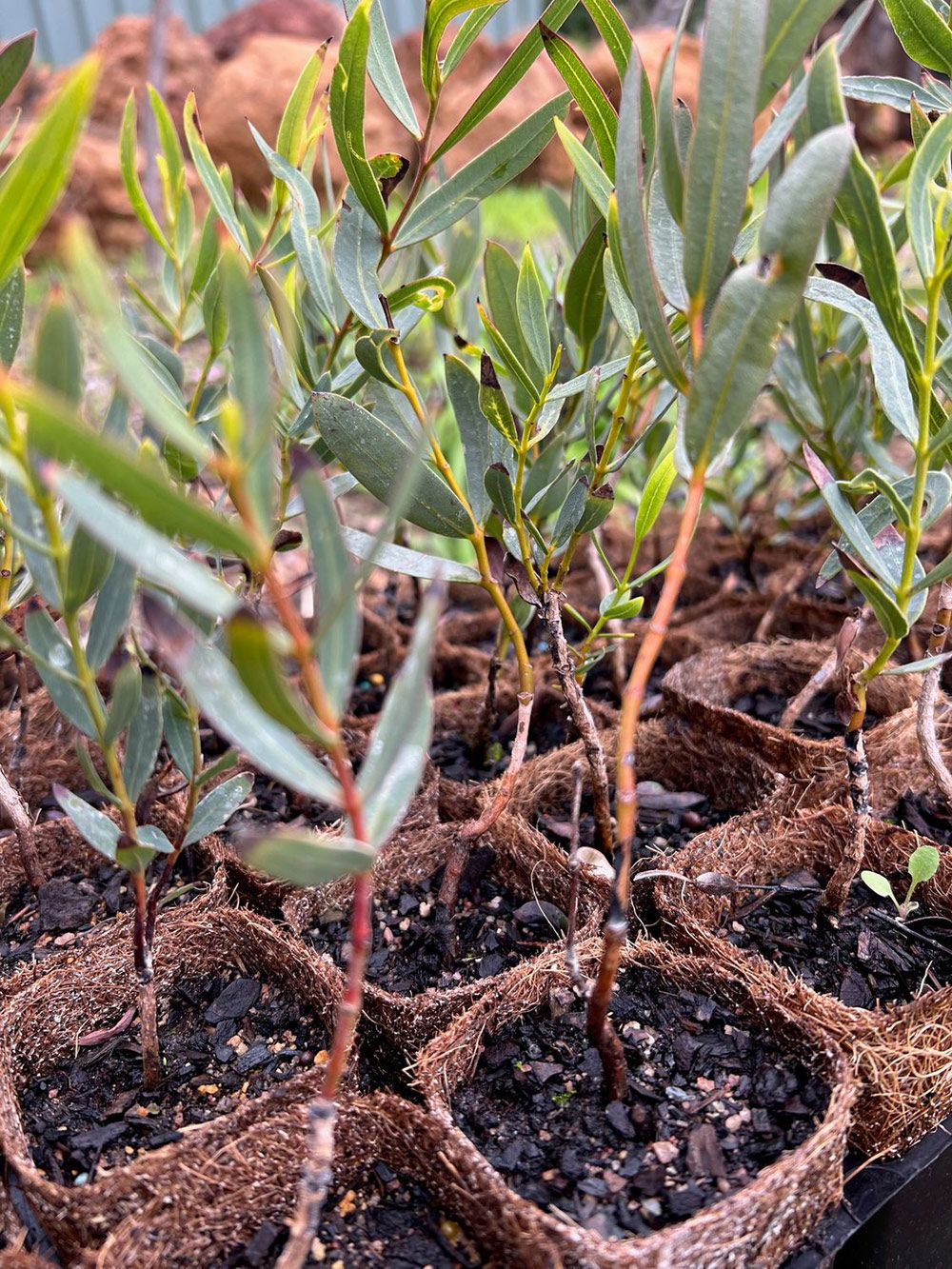 Close-up of Stiff-leaved Mallee (Eucalyptus rigidula)