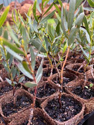 Close-up of Stiff-leaved Mallee (Eucalyptus rigidula)
