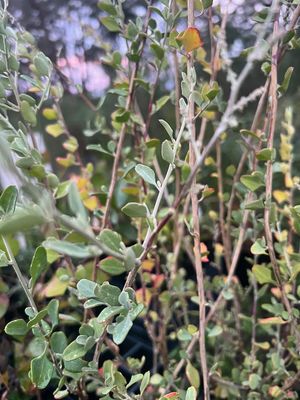 Close-up of Tall Saltbush (Rhagodia eremaea)