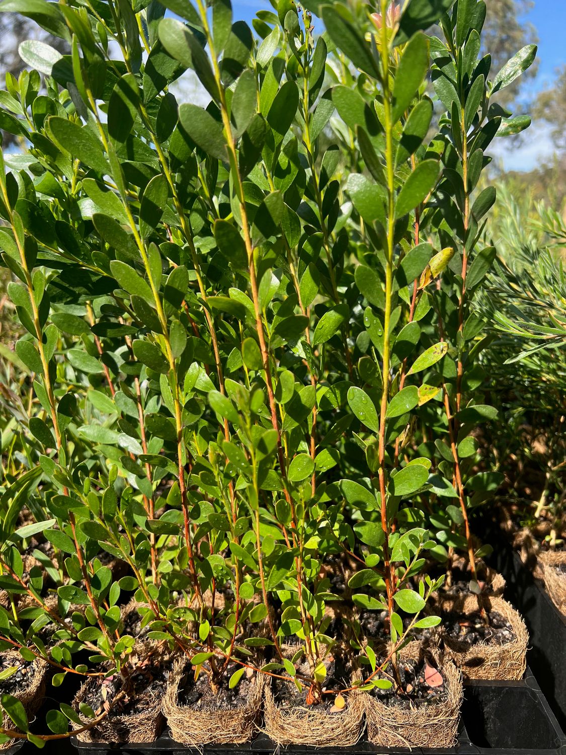 Showy honey-myrtle