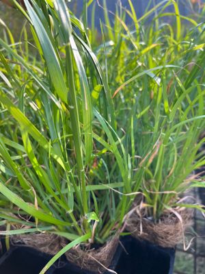 Velvet wallaby grass