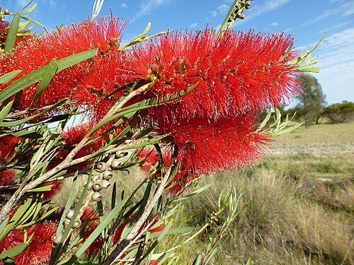 Lesser Bottlebrush
