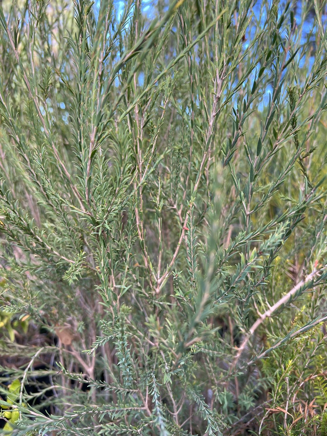 Creekline Honey Myrtle