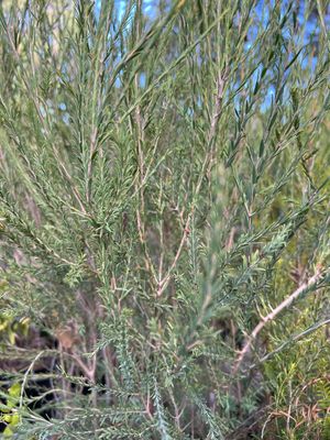 Creekline Honey Myrtle