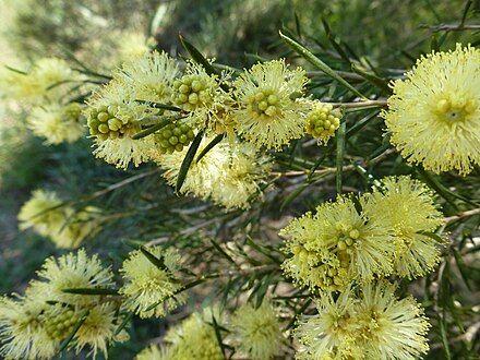 Melaleuca stereophloia