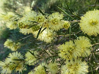 Melaleuca stereophloia