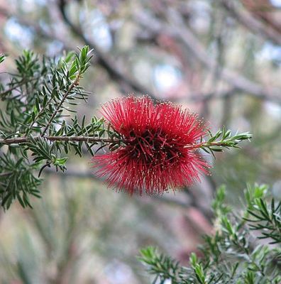 Crimson Kunzea