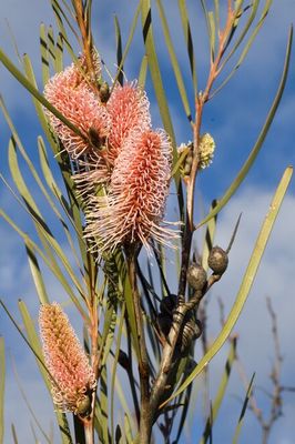 Grass-leaf Hakea