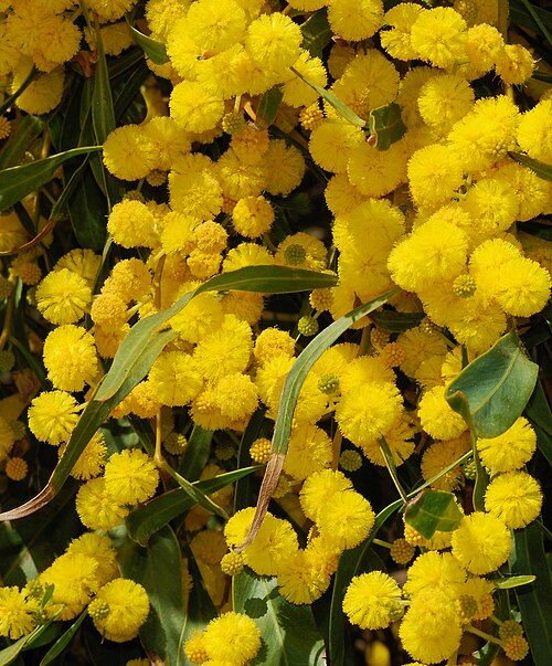 Golden Wreath Wattle