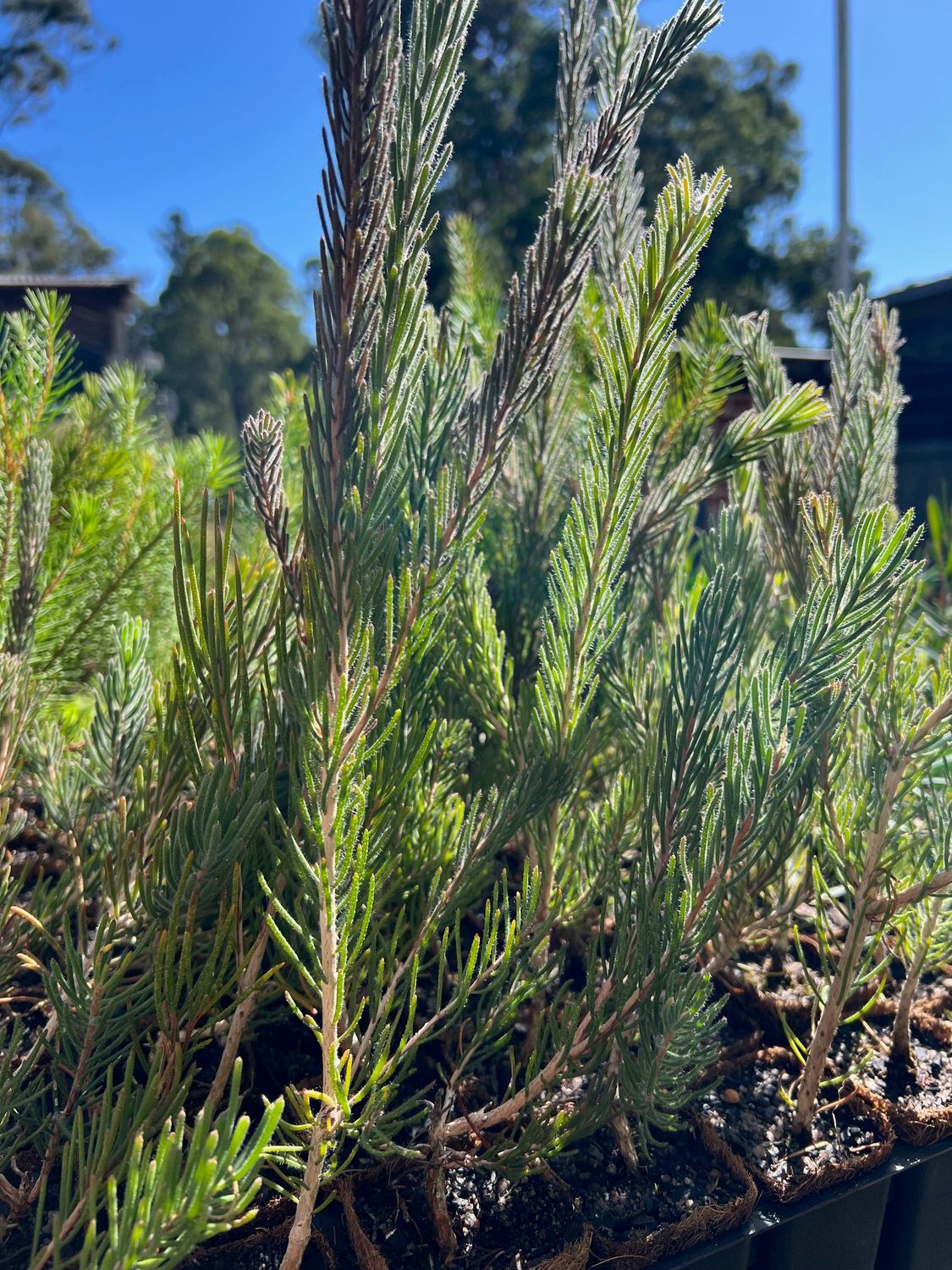 One-sided Bottlebrush