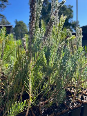 One-sided Bottlebrush