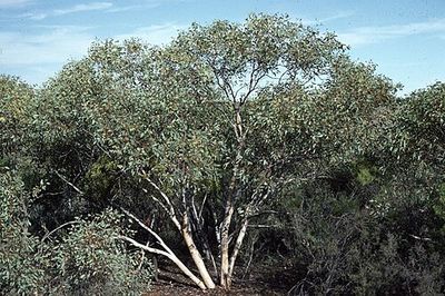 Eucalyptus drummondii