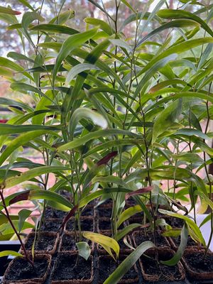 Manna Wattle