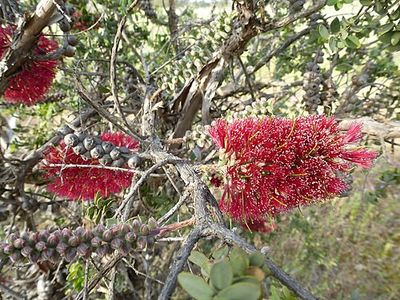 Granite Bottlebrush
