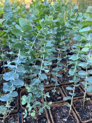 Bookleaf Mallee
