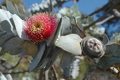 Rose Mallee
