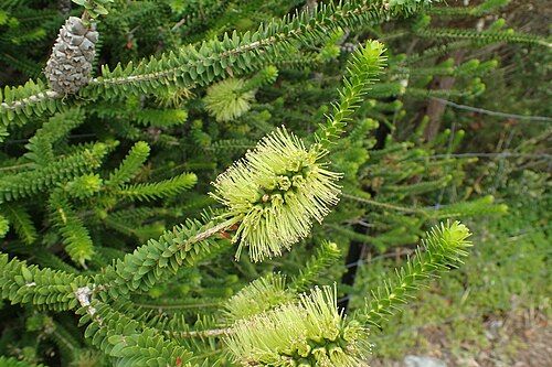 Green Honey Myrtle