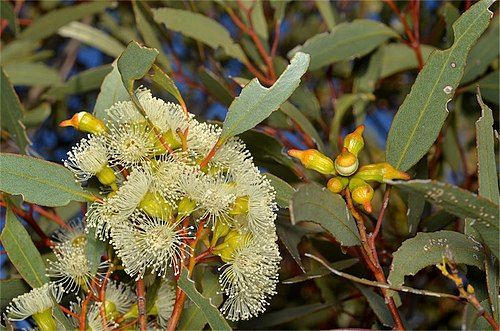 Ridge Fruited Mallee