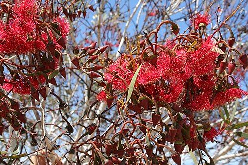 Red-flowered Mallee