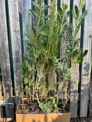 Native Plants