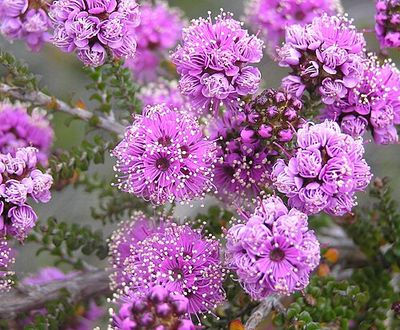 Purple kunzea