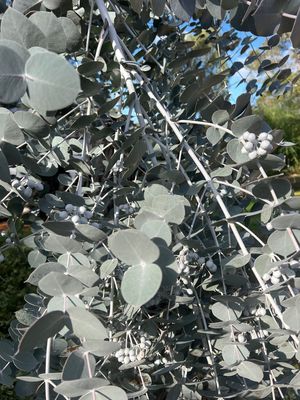 Silver Mallee