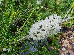 Tangling melaleuca