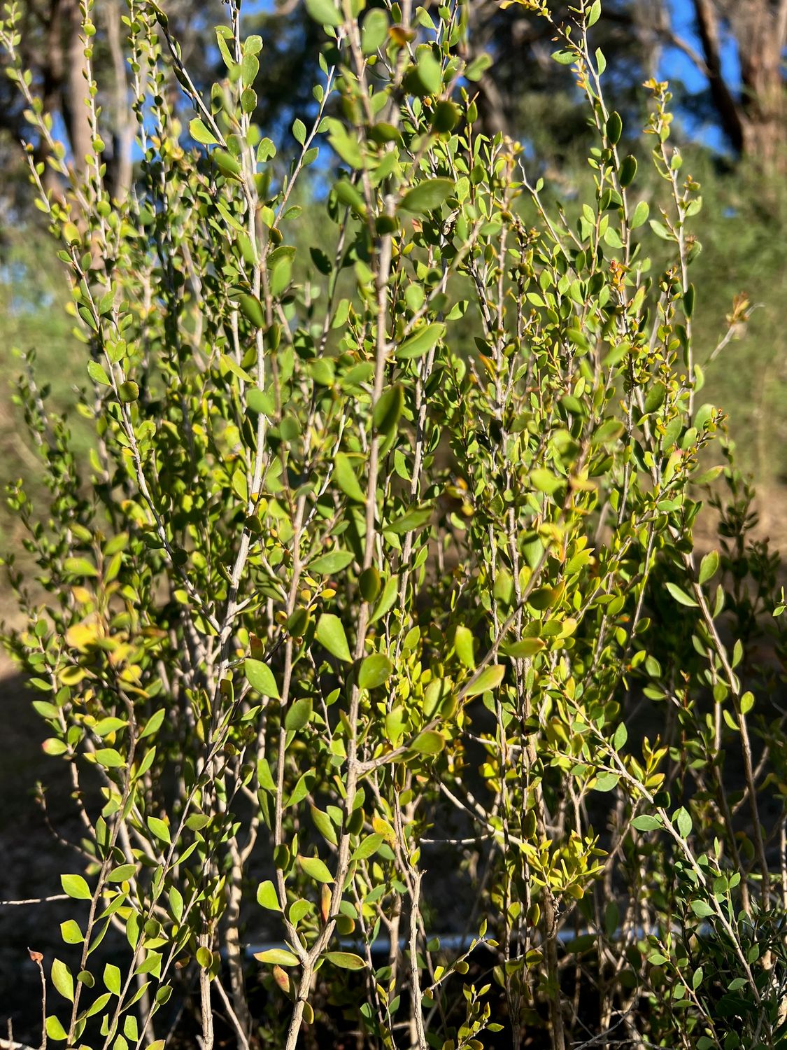 Sand Myrtle Wattle