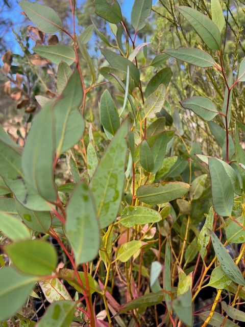 Eucalyptus redunca