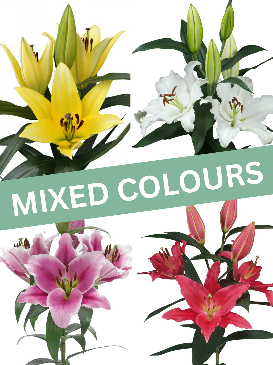 Oriental Lily Bulbs 10kg - Mixed Colours