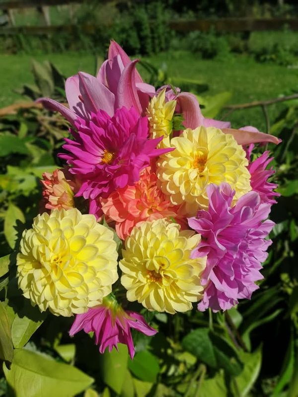 1kg Dahlia Tubers *Limited stock*
