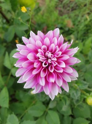 Dahlia